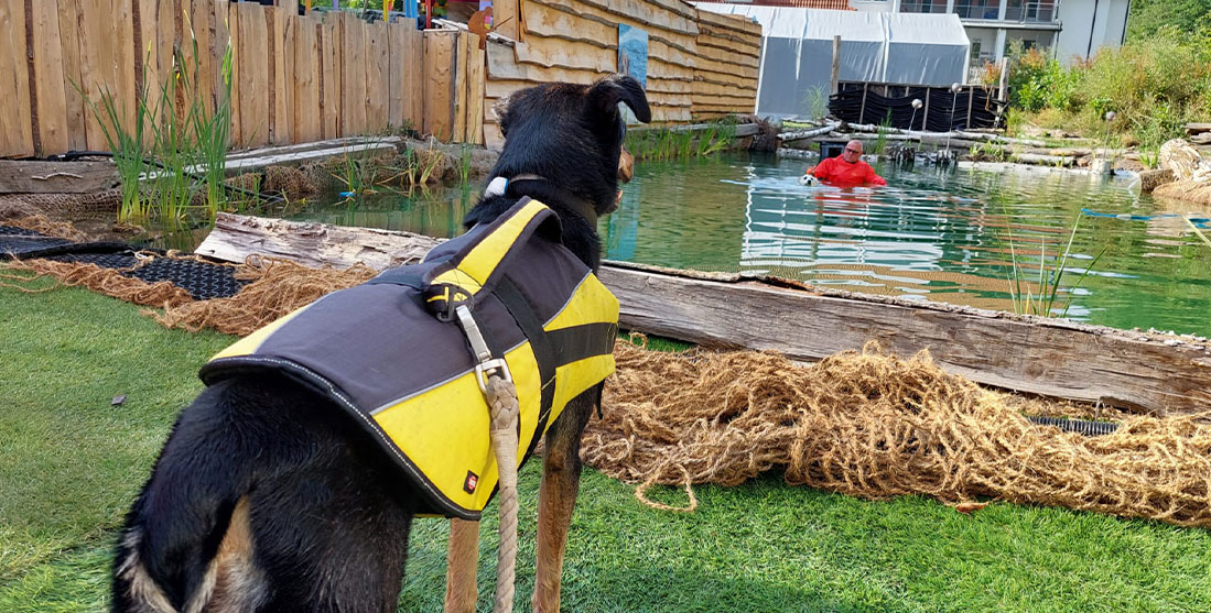 Hundeschwimmen im Schwimmteich im Fellnasentreff in Fulda mit Hunde-Zuschauer