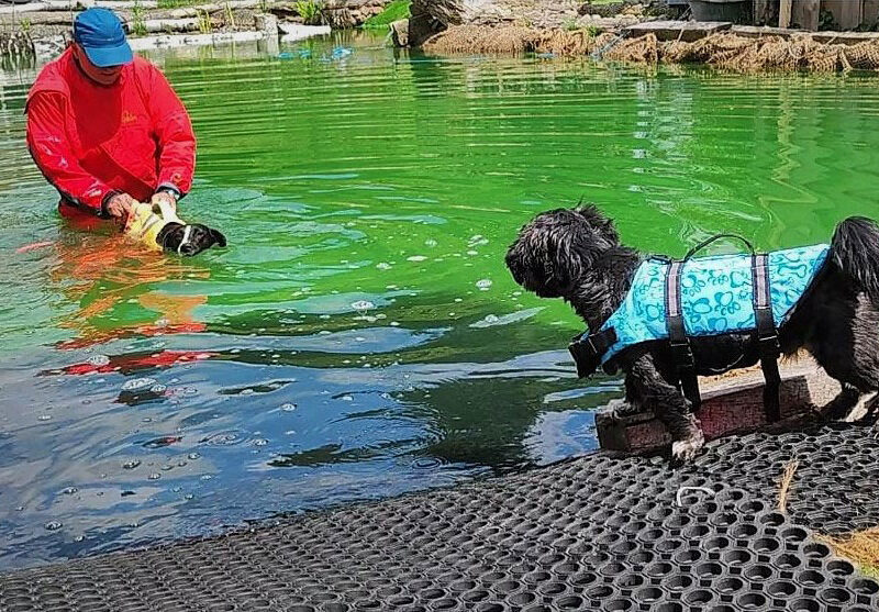 Hundeschwimmen von zwei Hunden im Schwimmteich im Fellnasentreff in Fulda