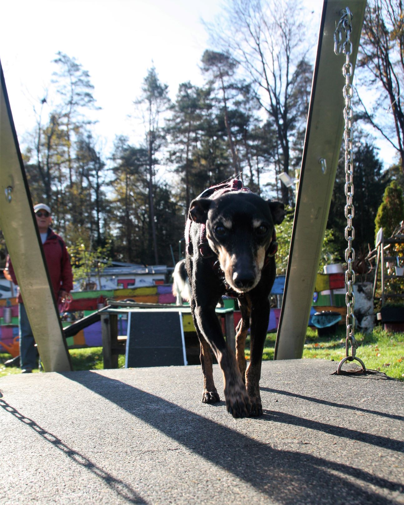 Fellnasentreff Fulda Degility Hund auf Wackelbrücke zum Muskelaufbau