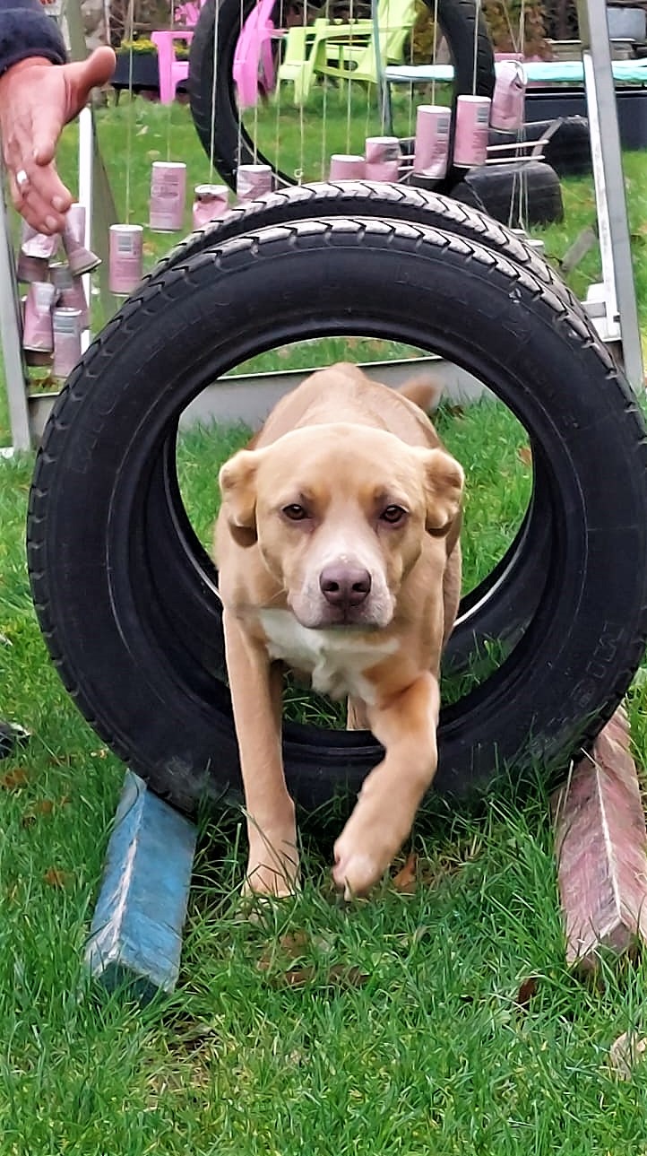 Fellnasenrteff Fulda Degility - Hund geht durch Reifen